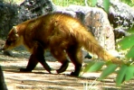 PICTURES/Mt. Lemmon/t_Coati7a.jpg